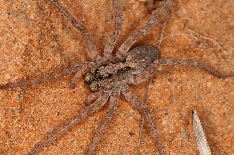 Lycosa_ZZ567_D7189_Z_89_Kidmans camp_Australie.jpg